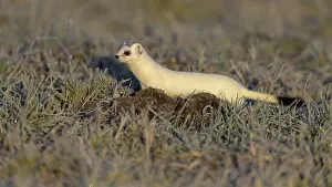 Stoat (Mustela erminea), in a meadow with hoarfrost