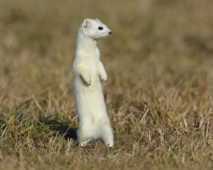 Stoat (Mustela erminea) in winter coat