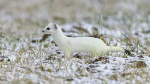 Stoat (Mustela erminea), in winter fur on a meadow covered with snow