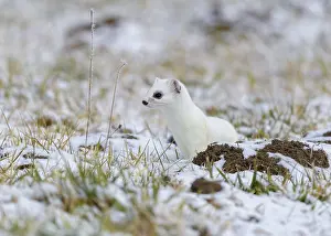 Stoat (Mustela erminea), in winter fur on a meadow covered with snow