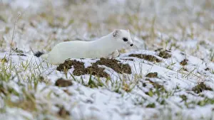 Stoat (Mustela erminea), in winter fur on a meadow covered with snow
