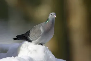 Stock Dove (Columba oenas), Bavaria