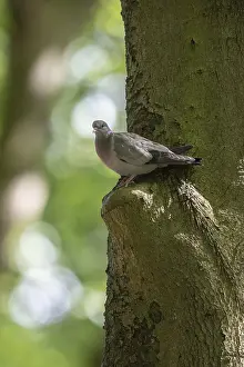 Stock Dove (Columba oenas), Emsland