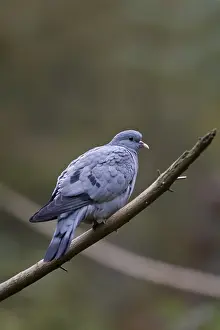 Stock Dove, Columba oenas, Stock Dove