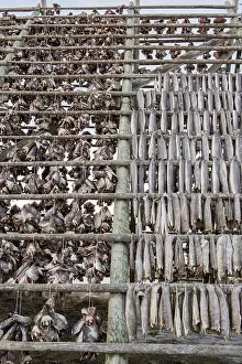 Stock fish on the rack, Lofoten, Norway, Europe