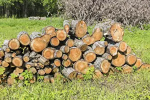 Stock pile of timber, chopped down trees at the forest in summertime