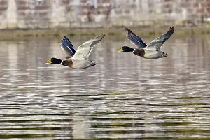 Stockenten Erpel im Flug. Mallard drake in flight