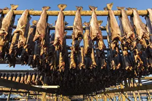 Stockfish, Sennesvik, Lofoten, Nordland