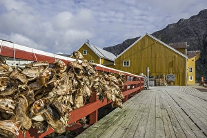 Stockfish and a warehouse, Nusfjord