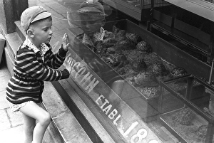 Stockholm 1954. A boy is fascinated by the turtles in the shop window of the Axel Cohn shop at Maester Samuelsgatan 52