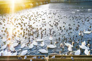 Stockholm lira lake Swan County
