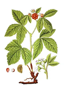 Stone bramble (Rubus saxatilis)