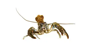 Stone crayfish, Austropotamobius torrentium
