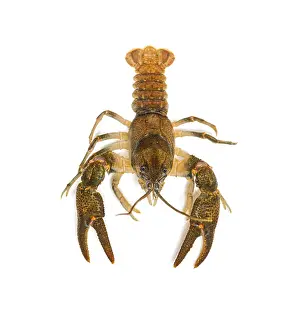 Stone crayfish, Austropotamobius torrentium