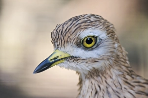 Stone Curlew (Burhinus oedicnemus)