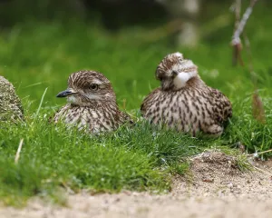Stone Curlew (Burhinus oedicnemus)