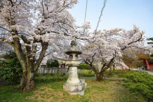 Stone lantern and blooming cherry trees