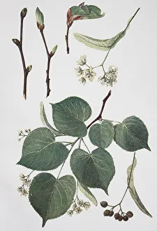Stone lime (Tilia) ulmifolia, lime-tree