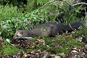 Stone Marten or Beech Marten (martes foina)