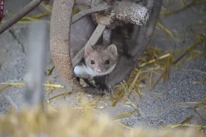 Stone Marten, Beech Marten (Martes foina)