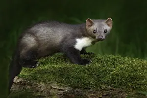 Stone marten, Martes foina, with clear green background