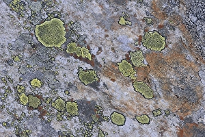 Category Scandinavia Prints: A stone overgrown with lichen in a Fjell landscape
