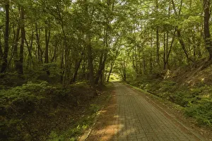 Stone paved walkway lined with trees in a woodland area of a public park in South Korea