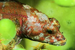Stone sculpin (Paracottus knerii) on a fresh water sponge
