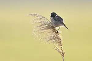 Stonechat (Saxicola rubicola), male sitting on reeds