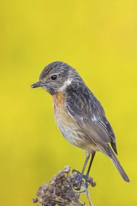 Stonechat, (Saxicola torquata)