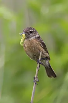 Stonechat (Saxicola torquata)