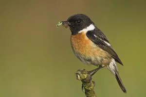 Stonechat, (Saxicola torquata)