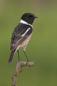 Stonechat, (Saxicola torquata)