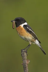 Stonechat, (Saxicola torquata)