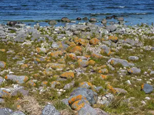 Stones covered in yellow lichen on the shore of the island of Stora grundet