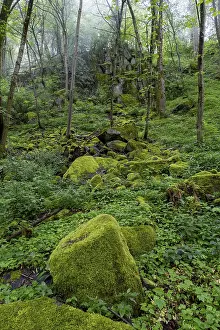 Stones and trees overgrown with moss in the forest at Schaumberg