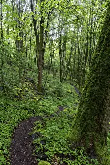 Stones and trees overgrown with moss in the forest at Schaumberg