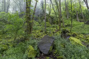 Stones and trees overgrown with moss in the forest at Schaumberg