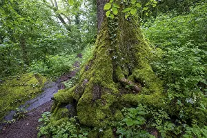Stones and trees overgrown with moss in the forest at Schaumberg