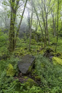 Stones and trees overgrown with moss in the forest at Schaumberg