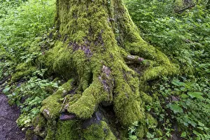 Stones and trees overgrown with moss in the forest at Schaumberg