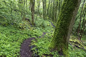 Stones and trees overgrown with moss in the forest at Schaumberg