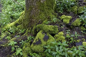 Stones and trees overgrown with moss in the forest at Schaumberg