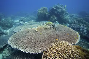 Stony coral Acropora hyacinthus