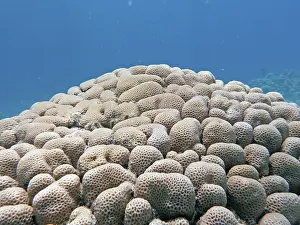Stony coral (Goniastrea sp.), coral reef