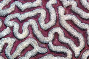 Stony coral (Symphyllia agaricia)