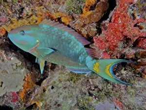 Category Coral Reefs DE Prints: Stoplight parrotfish (Sparisoma viride)