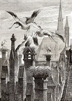 Storchennester in der Stadt Strassburg