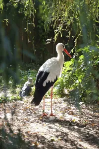 Stork