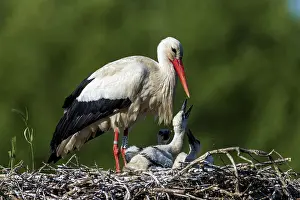 Stork bending gently over chicks in the nest